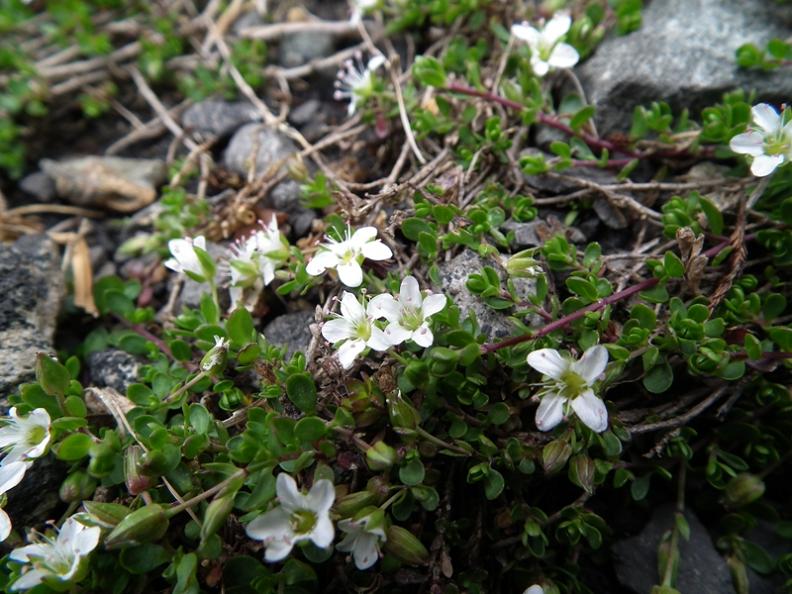Facchinia (=Minuartia) rupestris / Minuartia rupestre